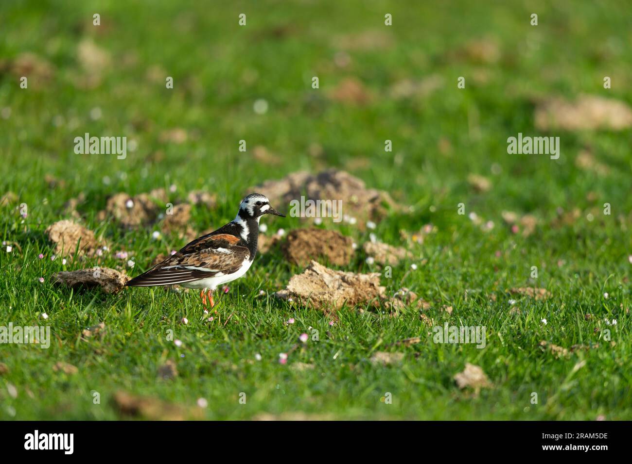 Ruddy turnstone Arenaria interprés, mâle adulte dans le champ de bétail, Loch Bhasapol, Tiree, Écosse, Royaume-Uni, Mai Banque D'Images