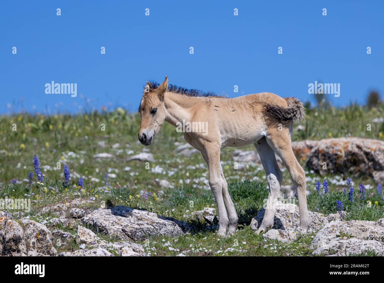 Wild Horse Foal en été dans les montagnes Pryor Montana Banque D'Images