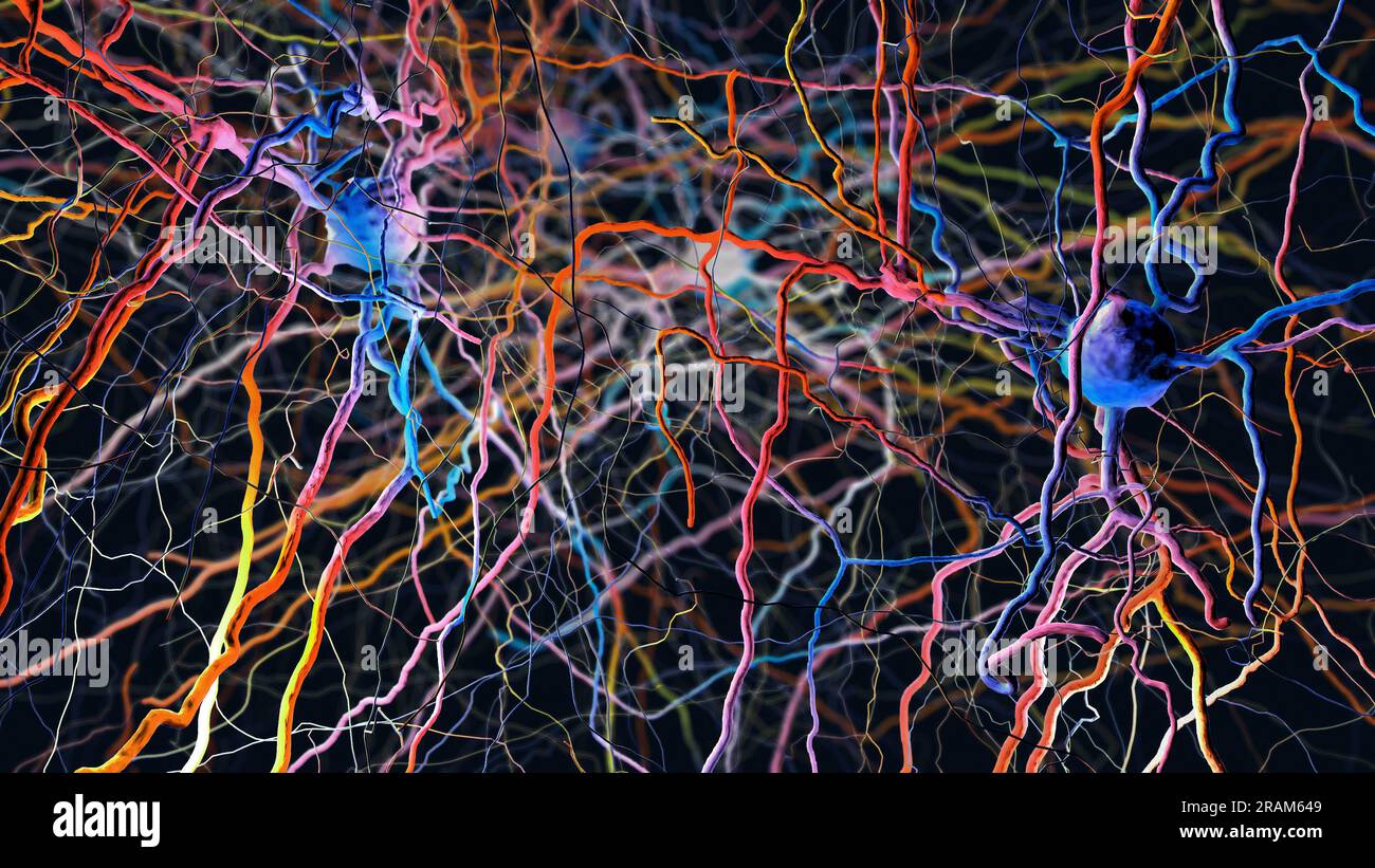 Neurones ou cellules nerveuses connectées en réseau neuronal- illustration 3d. Banque D'Images