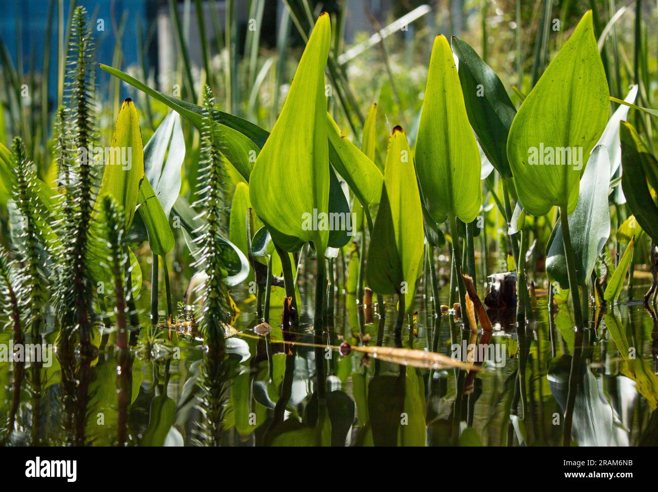 Végétation de l'eau et reflet dans le miroir d'eau 5.07.2023 Bialystok Pologne. Rayons du soleil et végétation aquatique en été. Banque D'Images