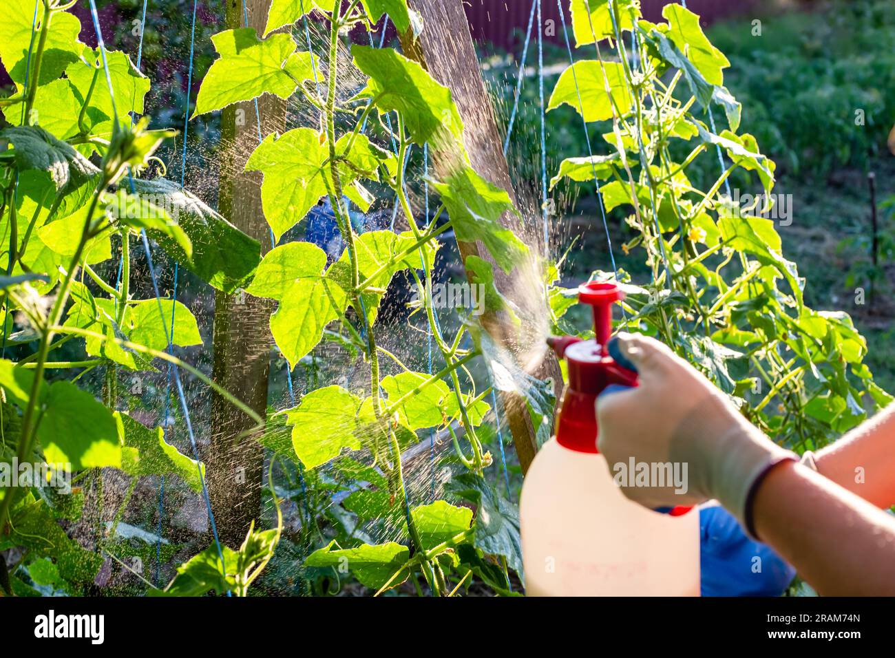 Un jardinier pulvérise un lit de concombre avec un pulvérisateur manuel. Traitement des plantes végétales contre les parasites et les maladies. Banque D'Images