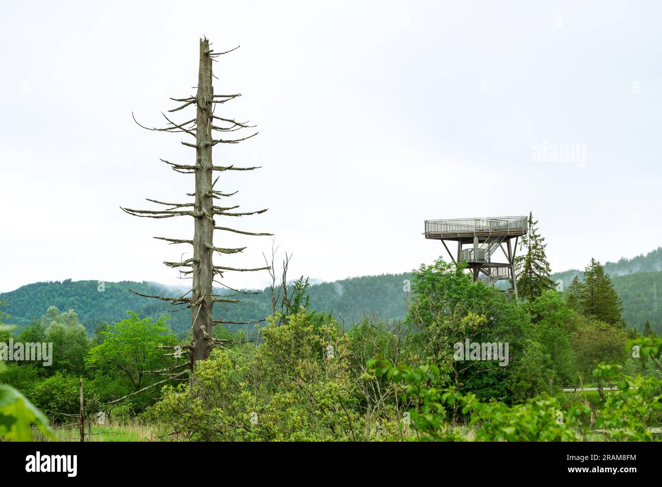 Arbre mort dans le sanctuaire d'oiseaux de Pflach avec tour d'observation en arrière-plan, Autriche Banque D'Images