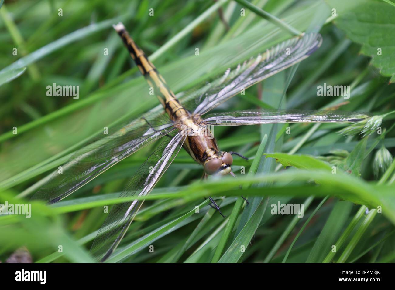 Libellule dans l'herbe verte, jour d'été, insecte Banque D'Images