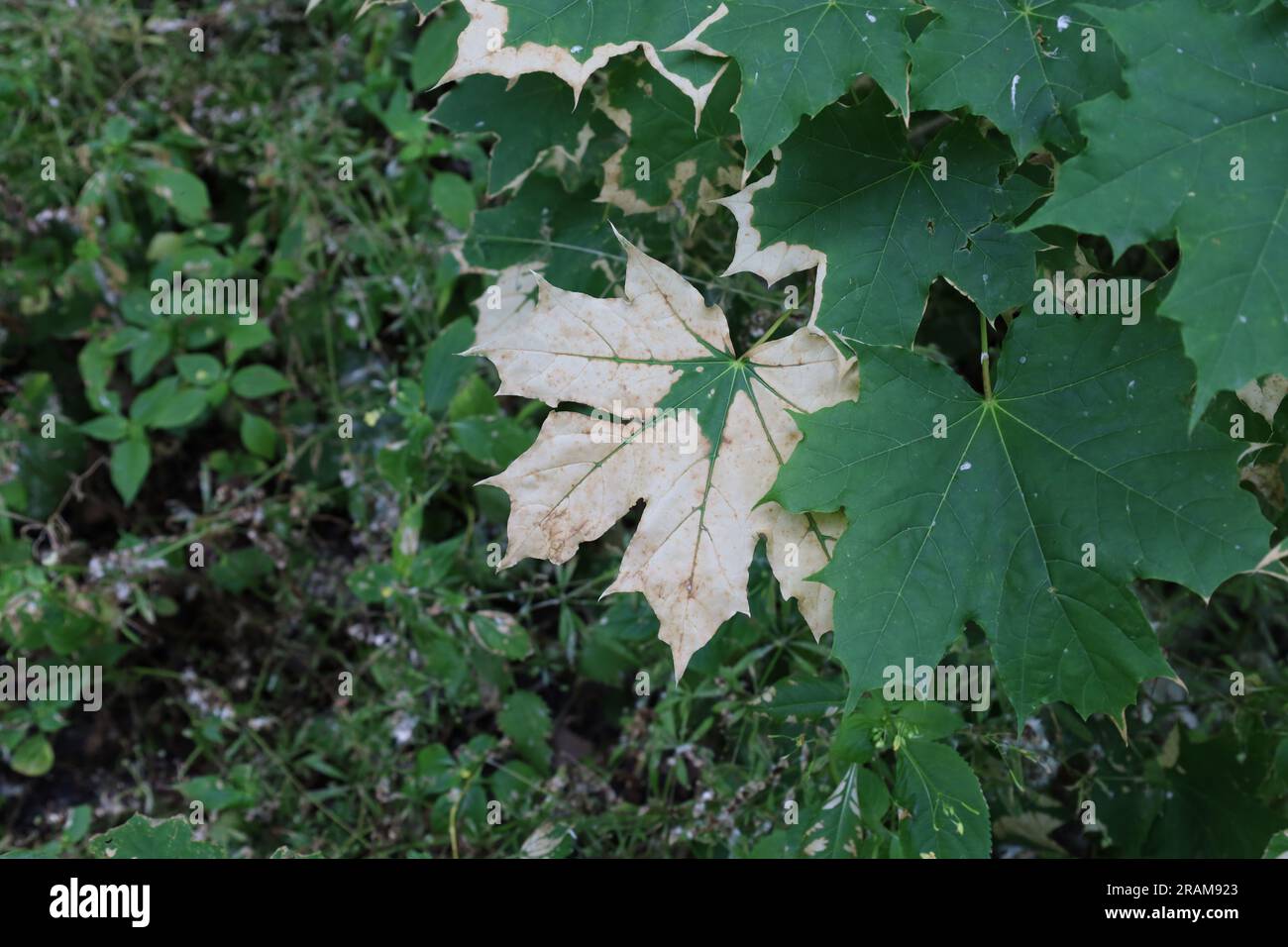 Acer platanoides feuilles dans la forêt d'été, arbre malade, grosse feuille Banque D'Images
