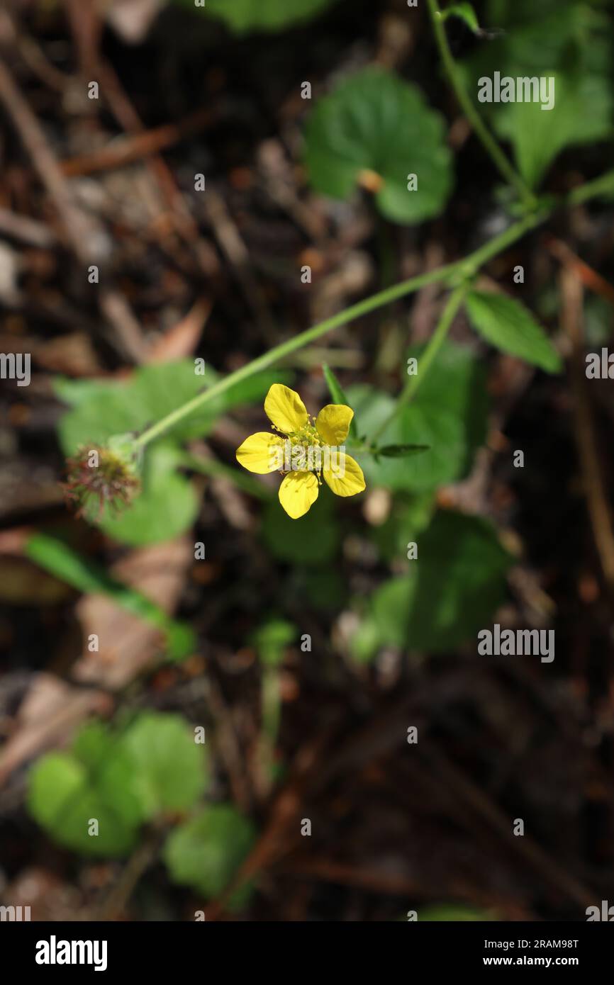 Geum urbanum dans la forêt d'été, l'été jaunit des fleurs Banque D'Images