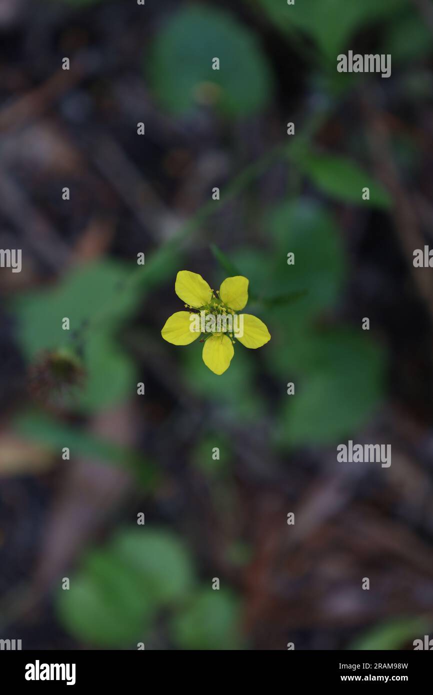 Geum urbanum dans la forêt d'été, l'été jaunit des fleurs Banque D'Images