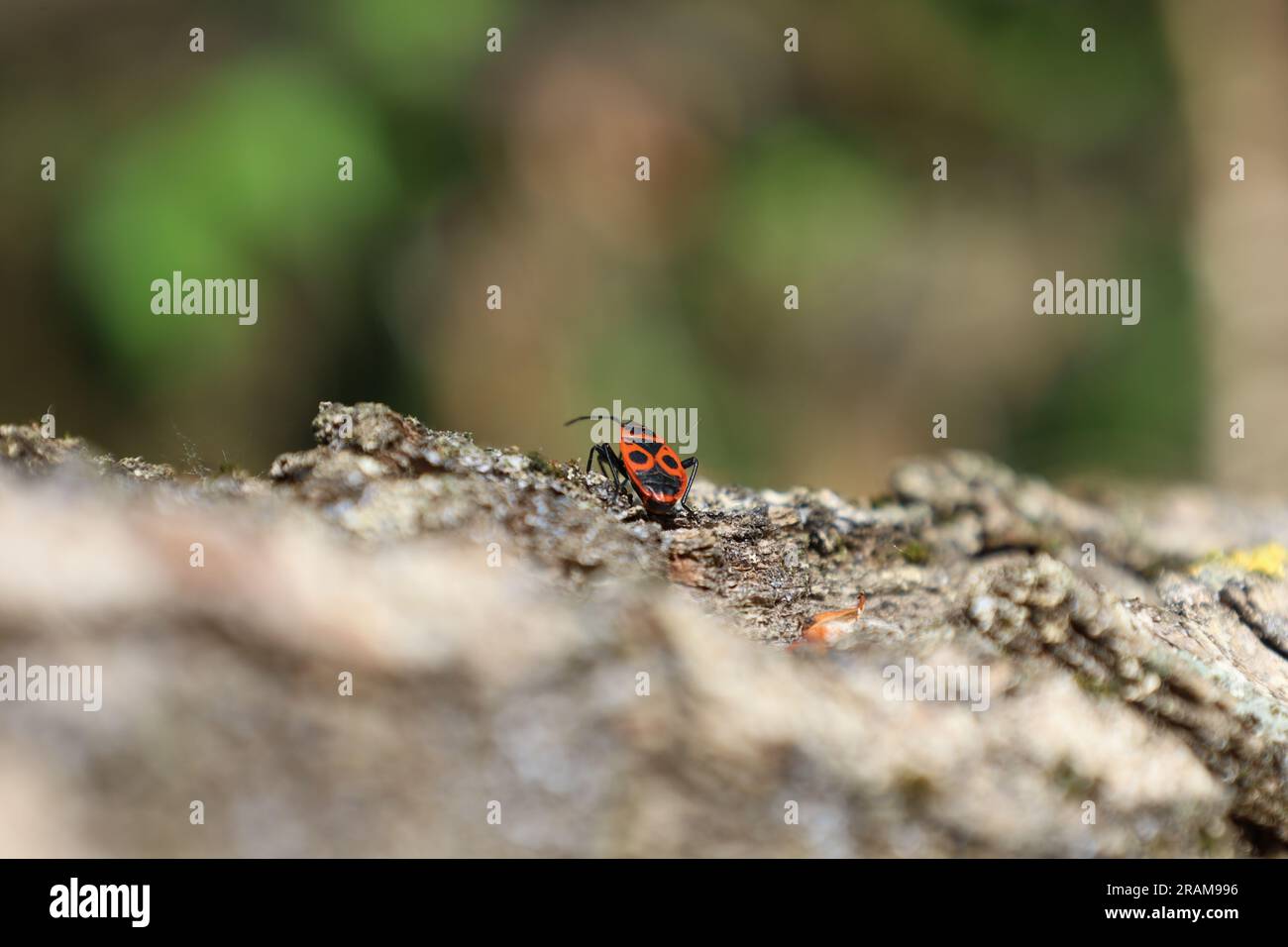 La punaise européenne dans la forêt d'été Banque D'Images