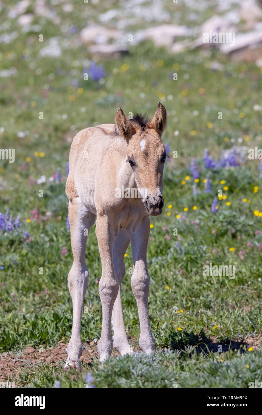 Wild Horse Foal en été dans les montagnes Pryor Montana Banque D'Images