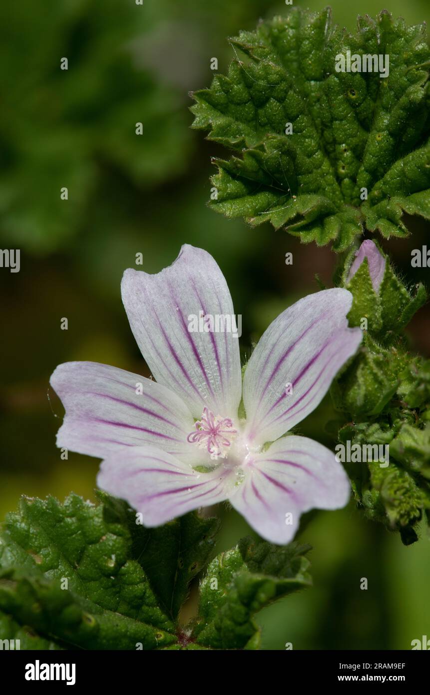 Gros plan d'une fleur de malow commune (malva negecta) en fleur Banque D'Images