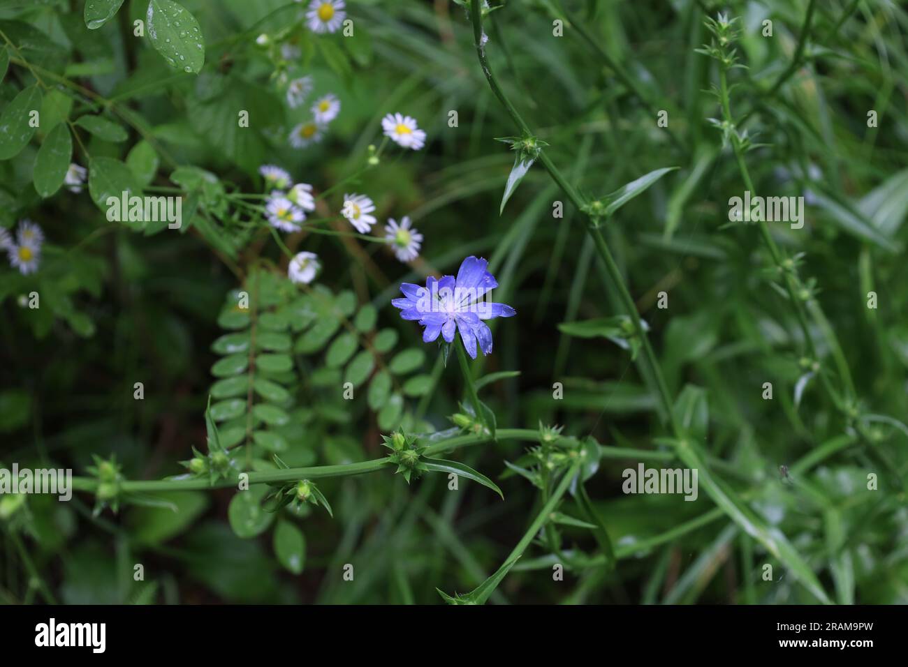 Chicorée commune dans la prairie d'été, fleurs bleues Banque D'Images