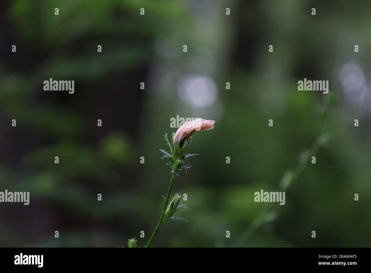 Chicorée commune dans la prairie d'été, fleurs bleues Banque D'Images