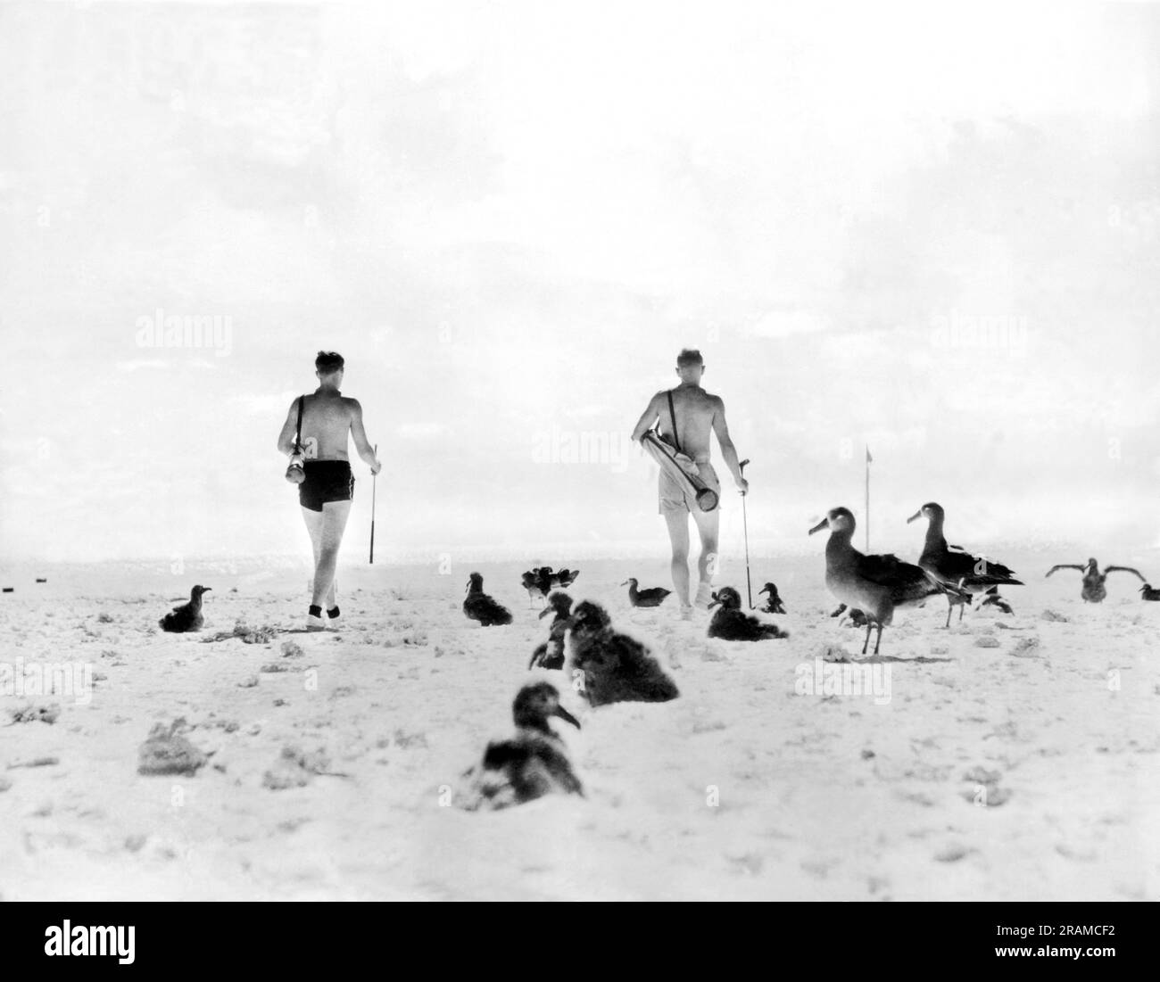 Midway Island, Océan Pacifique : 15 octobre 1936. Les membres du personnel de la base de Pan American Airways ont créé ici un grand terrain de golf dans l'île Sands. Les deux membres ici jouent à travers le danger local, albatros, autrement connu sous le nom d'oiseaux de gooney. Banque D'Images