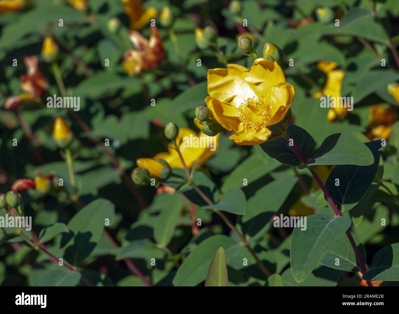 Fleur jaune, Hooker's St. Johnswort, Hypericum hookerianum, trouvé en Thaïlande à Doi Intanon, Chiangmai seulement, ressemble au camélia Banque D'Images