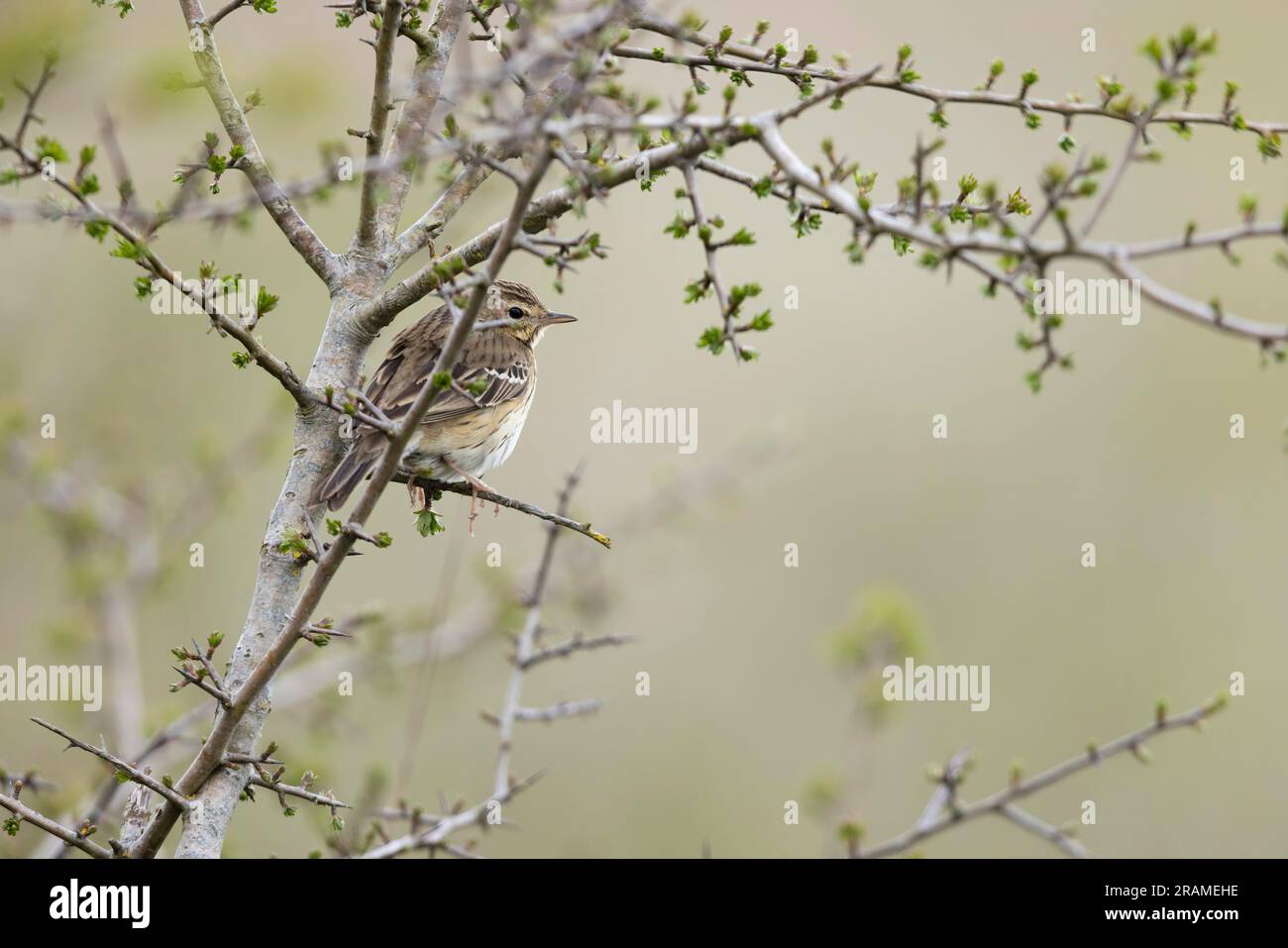 Tree pipit Anthus trivialis, adulte perchée dans un arbuste, plaine de Salisbury, Wiltshire, Royaume-Uni, avril Banque D'Images