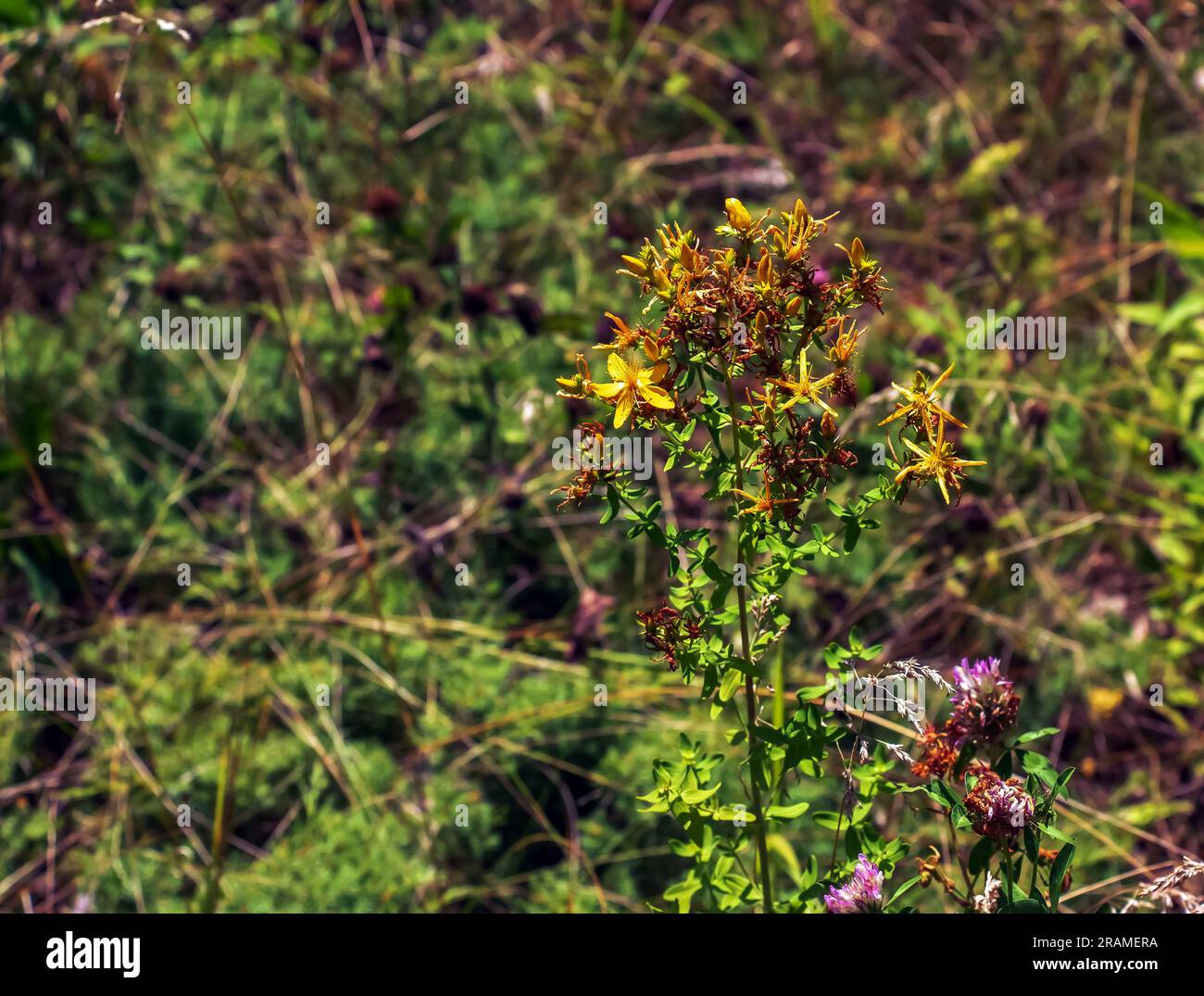Gros plan d'une herbe médicinale fleurie St. Millepertuis. Nom latin Hypericum perforatum L. Banque D'Images