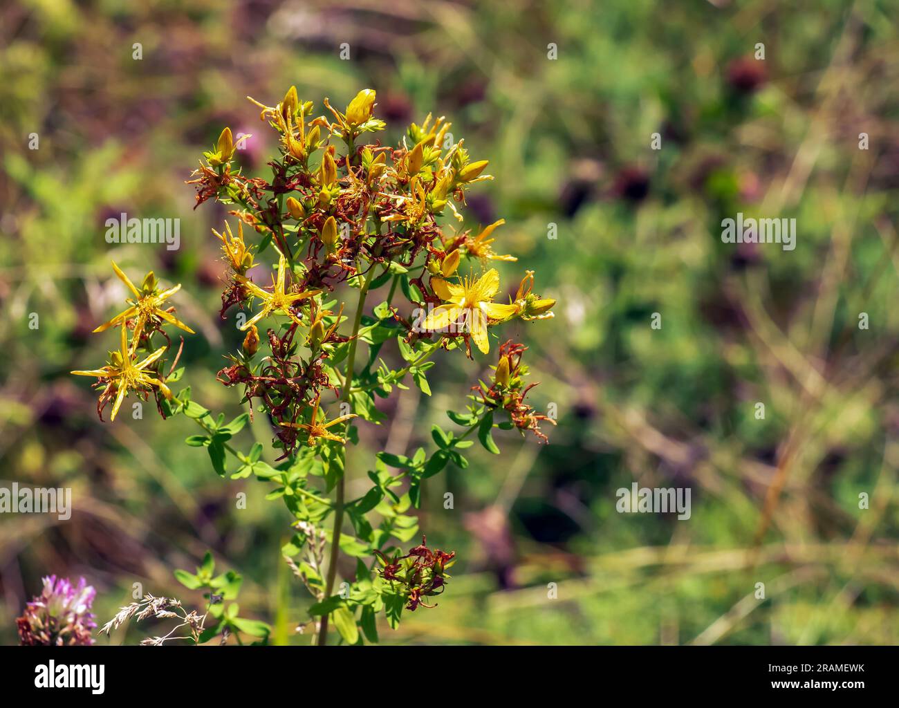 Gros plan d'une herbe médicinale fleurie St. Millepertuis. Nom latin Hypericum perforatum L. Banque D'Images