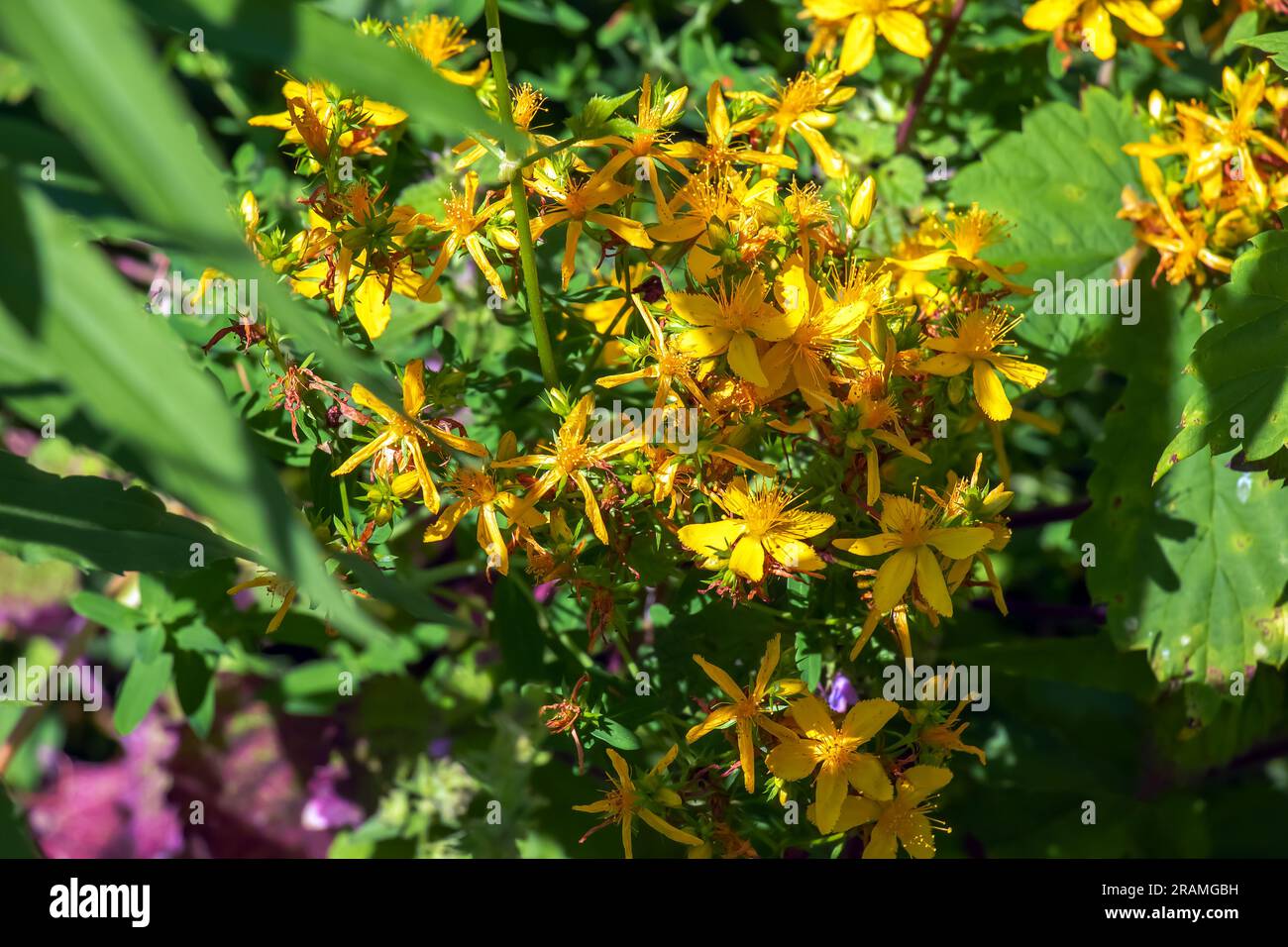 Gros plan d'une herbe médicinale fleurie St. Millepertuis. Nom latin Hypericum perforatum L. Banque D'Images