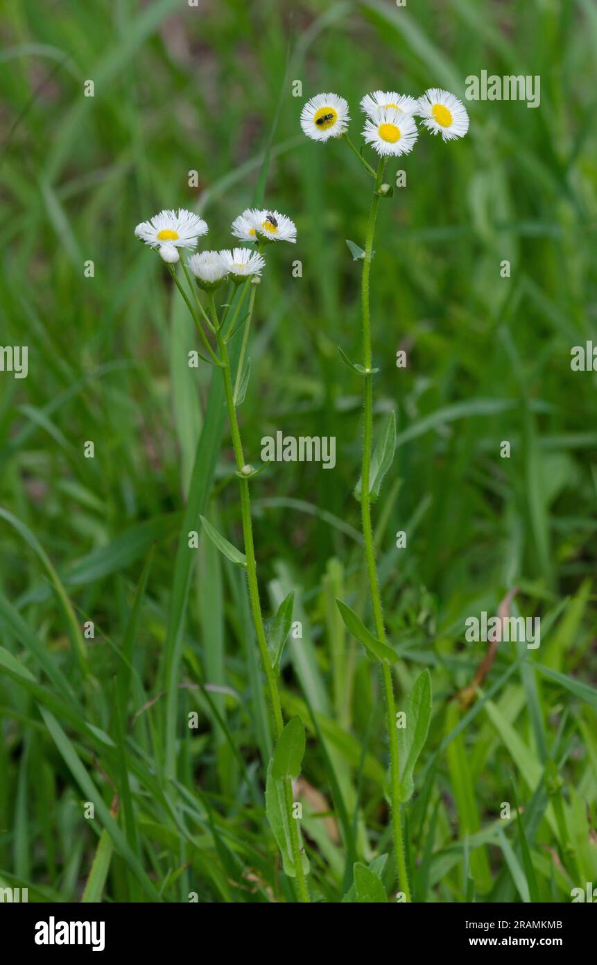 Philadelphie Fleabane, Erigeron philadelphicus Banque D'Images