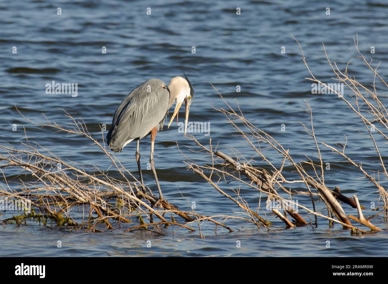 Le Grand Héron, Ardea herodias Banque D'Images