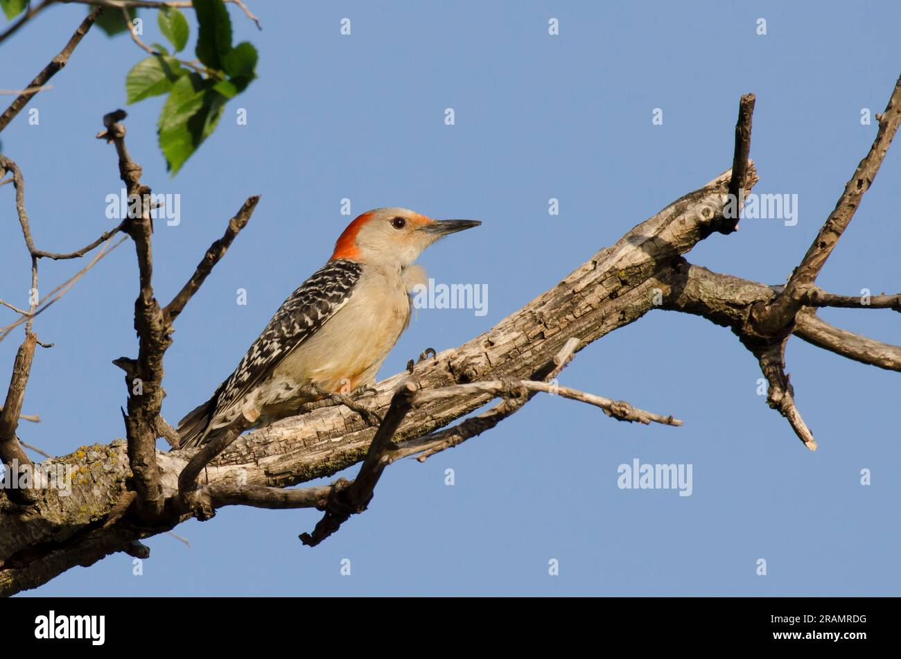 Pic à ventre rouge, Melanerpes carolinus, femme Banque D'Images