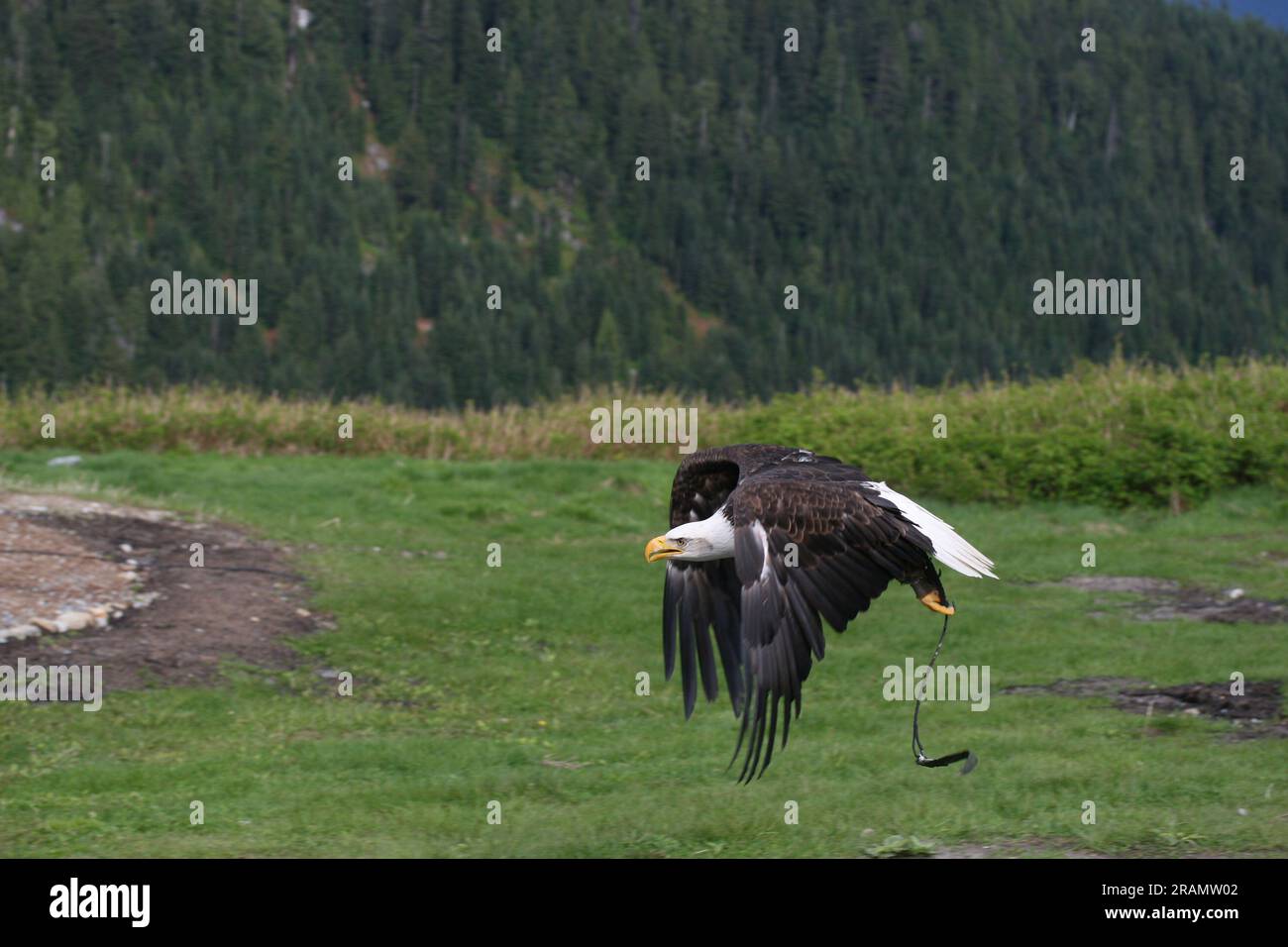 Aigle entraîné en vol sur Grouse Mountain Banque D'Images