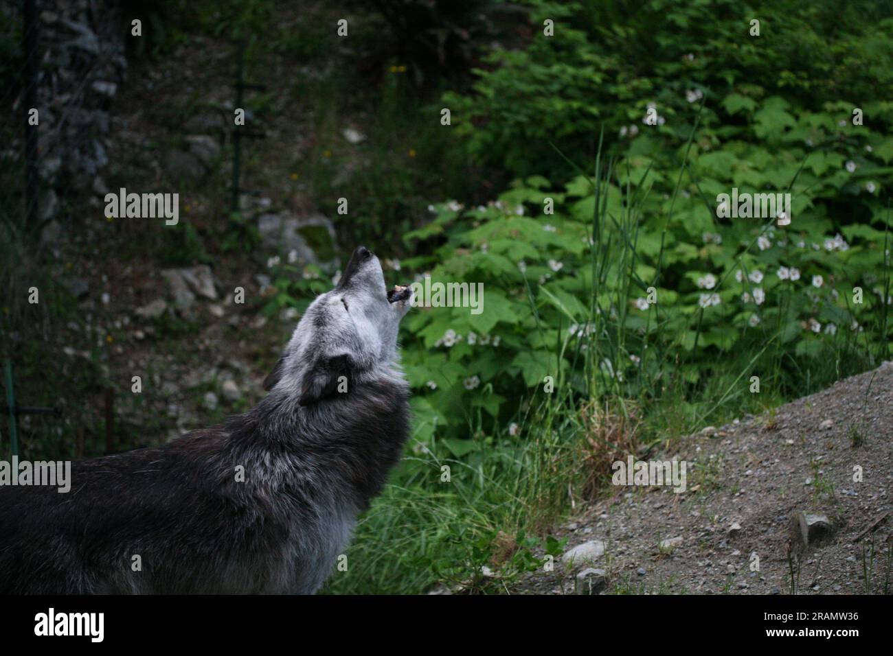 Loups de bois au pied de la montagne Grouse à North Vancouver, en Colombie-Britannique Banque D'Images