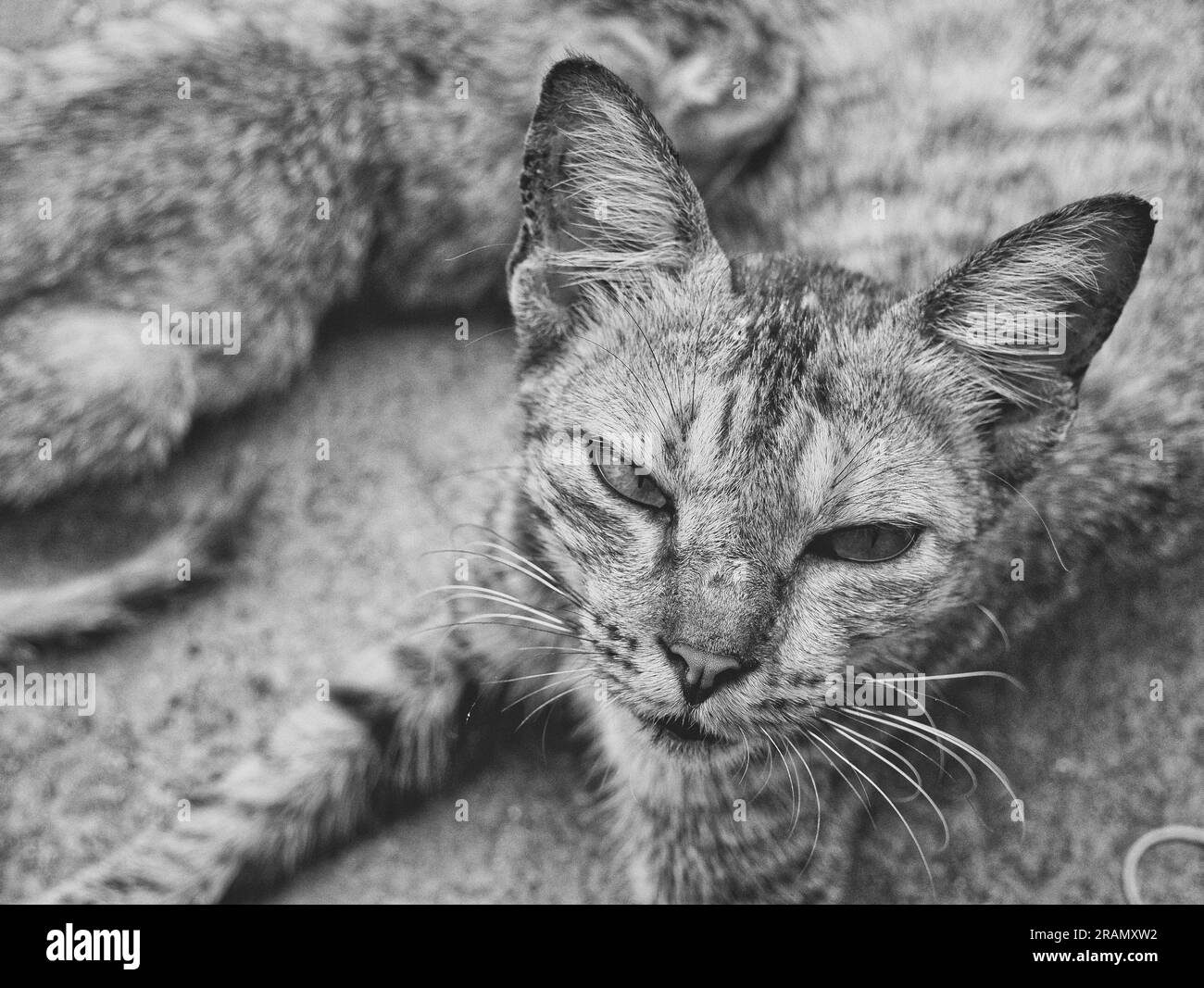 Le chat mère et le chat bébé Banque D'Images