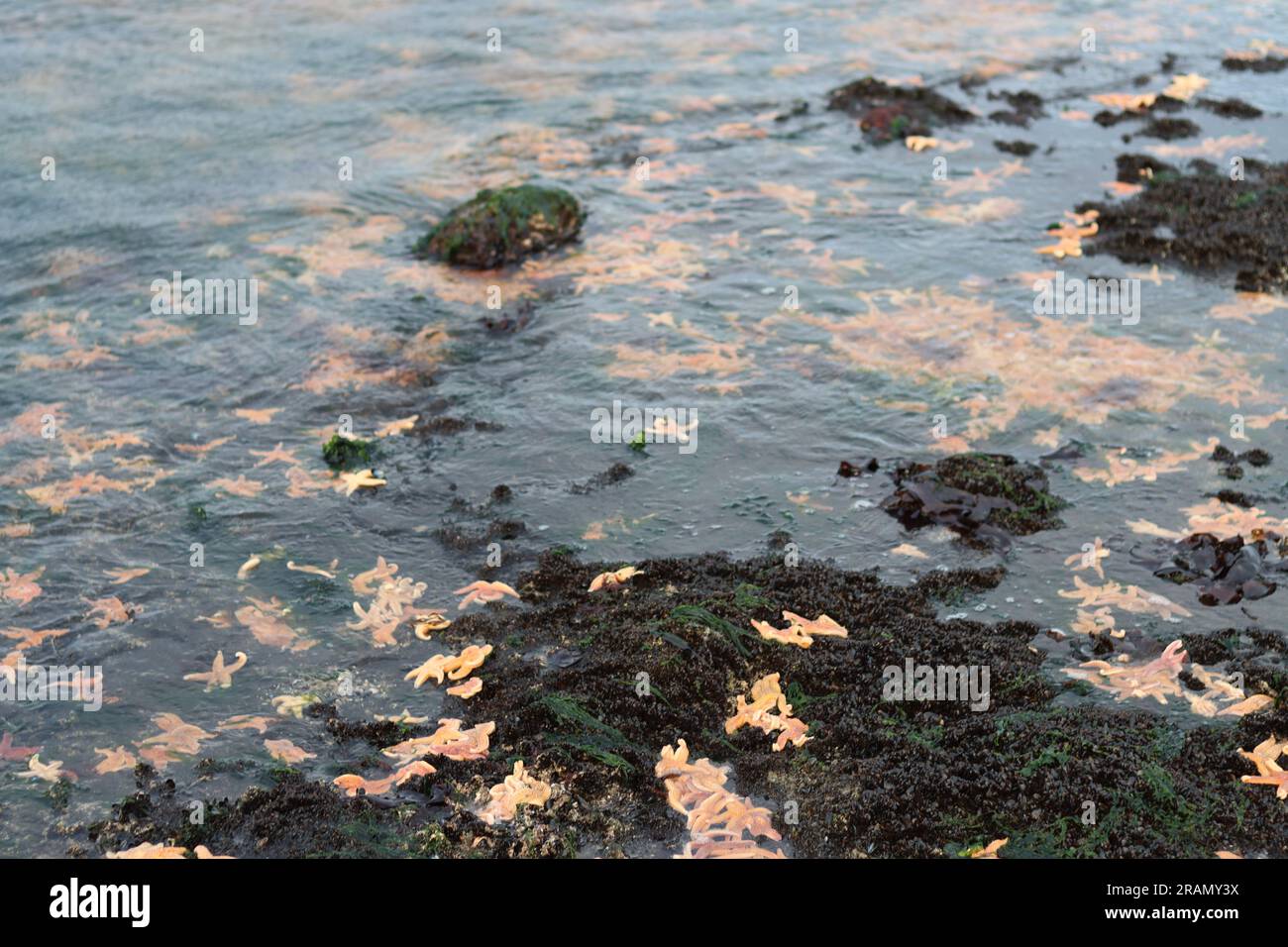 Un grand groupe d'étoiles de mer photo sous l'eau à la plage entre Botany Bay et Palm Bay Beach, dans le Kent, Royaume-Uni - juillet 2023 Banque D'Images