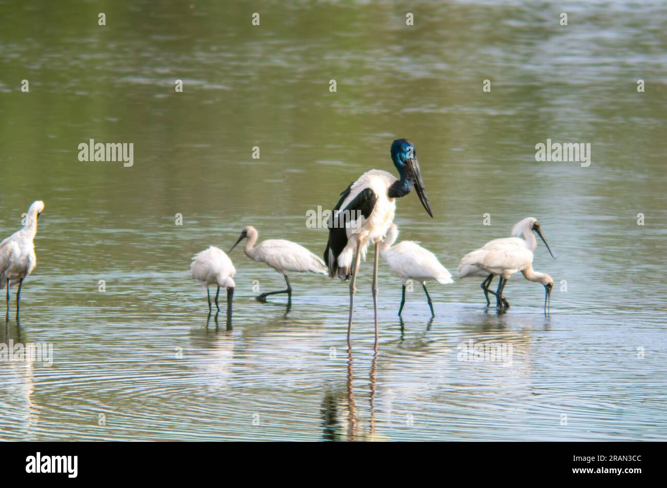 Oiseaux aquatiques, cigogne à cou noir, Ephippiorhynchus asiaticus et bec royal, marais Platalea regia Hasties, Australie. Banque D'Images