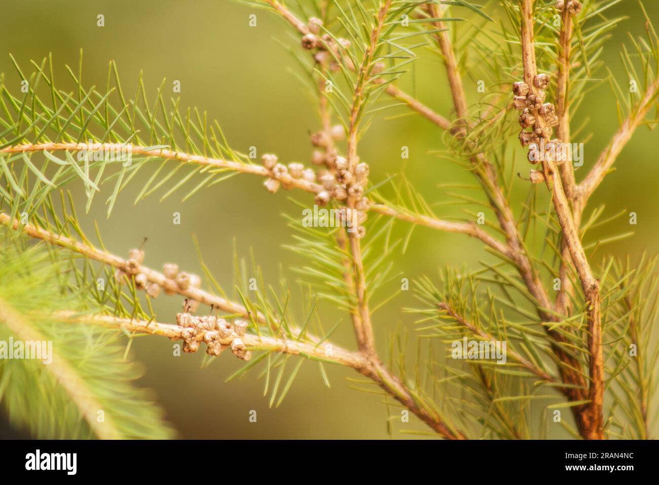 Melaleuca alternifolia, branches d'arbre 'Tea Tree' avec des graines sur fond naturel Banque D'Images