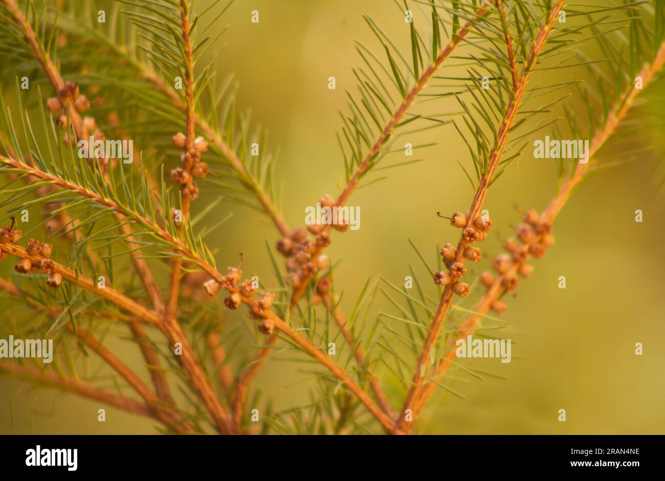 Melaleuca alternifolia, branches d'arbre 'Tea Tree' avec des graines sur fond naturel Banque D'Images