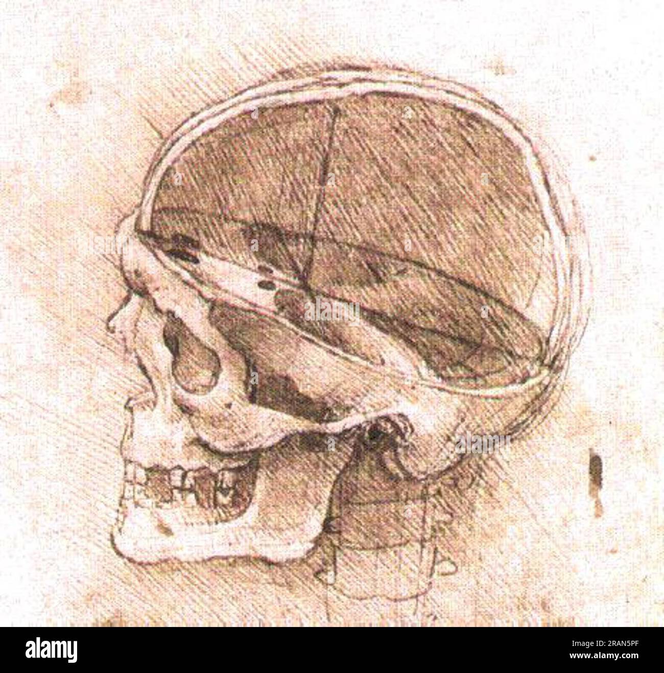 Vue d'un crâne vers 1500 ; Italie de Léonard de Vinci Banque D'Images