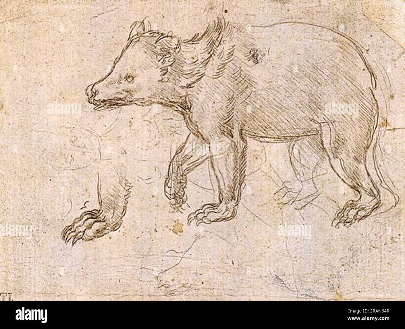 Étude d'un ours marchant vers 1484 ; Milan, Italie par Léonard de Vinci Banque D'Images