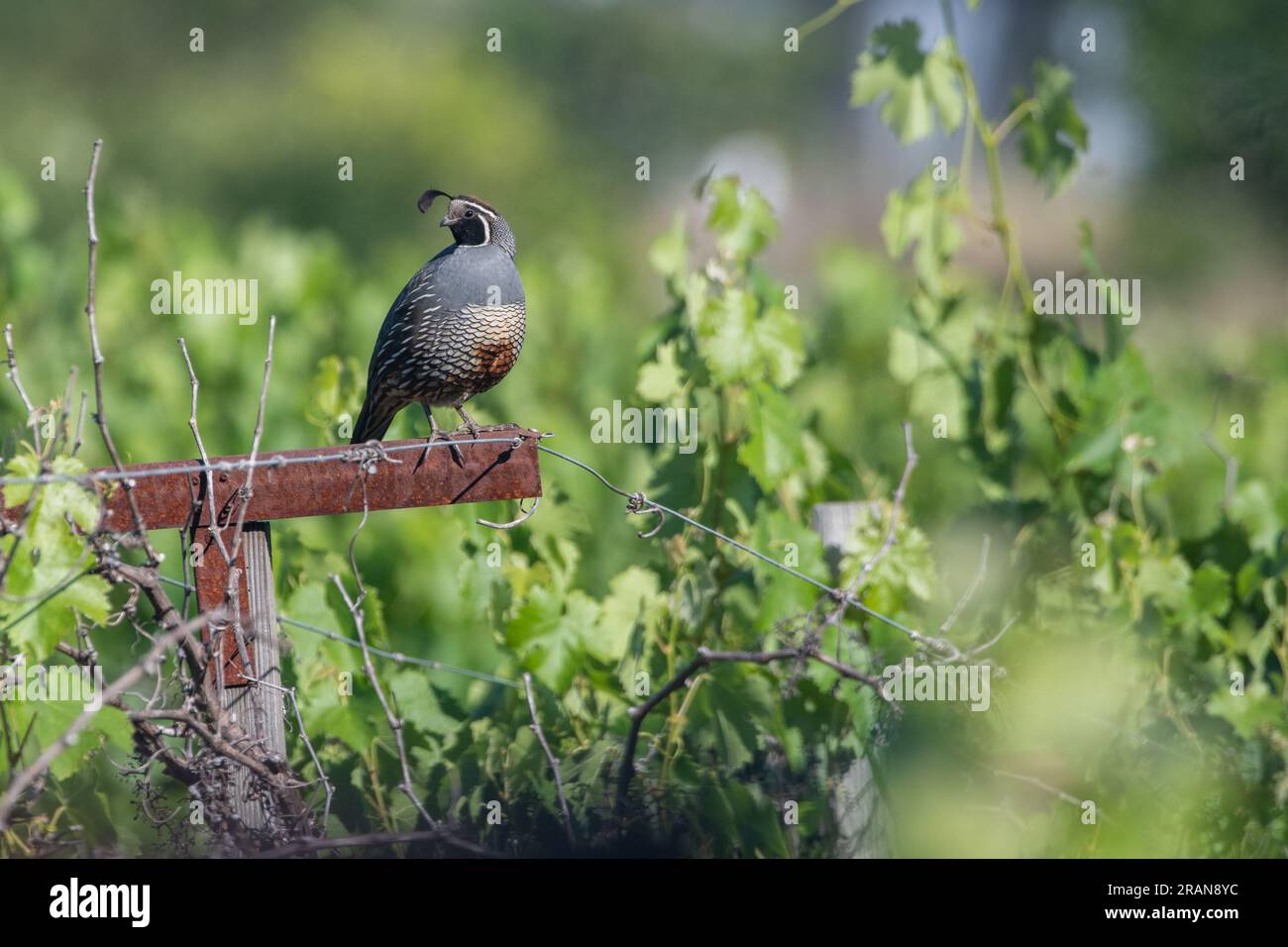 Caille californienne (Callipepla californica) perchée au milieu de vignes destinées à la production de vin dans un vignoble du comté de Sonoma. Banque D'Images