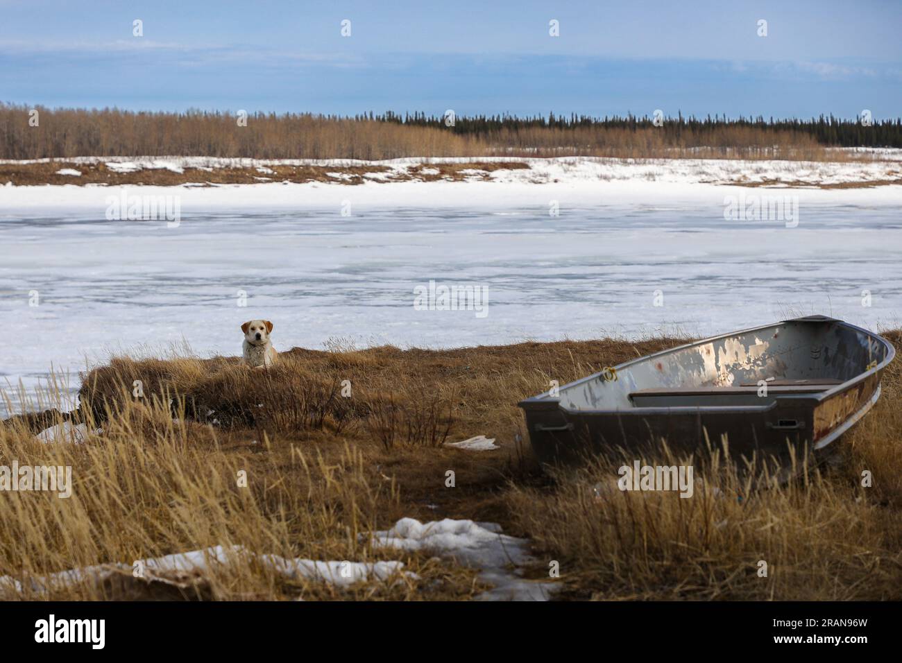 Un chien repose sur la rive de la rivière Severn gelée, dans la ville autochtone de fort Severn sur la baie d’Hudson, la communauté la plus septentrionale de l’Ontario, au Canada Banque D'Images