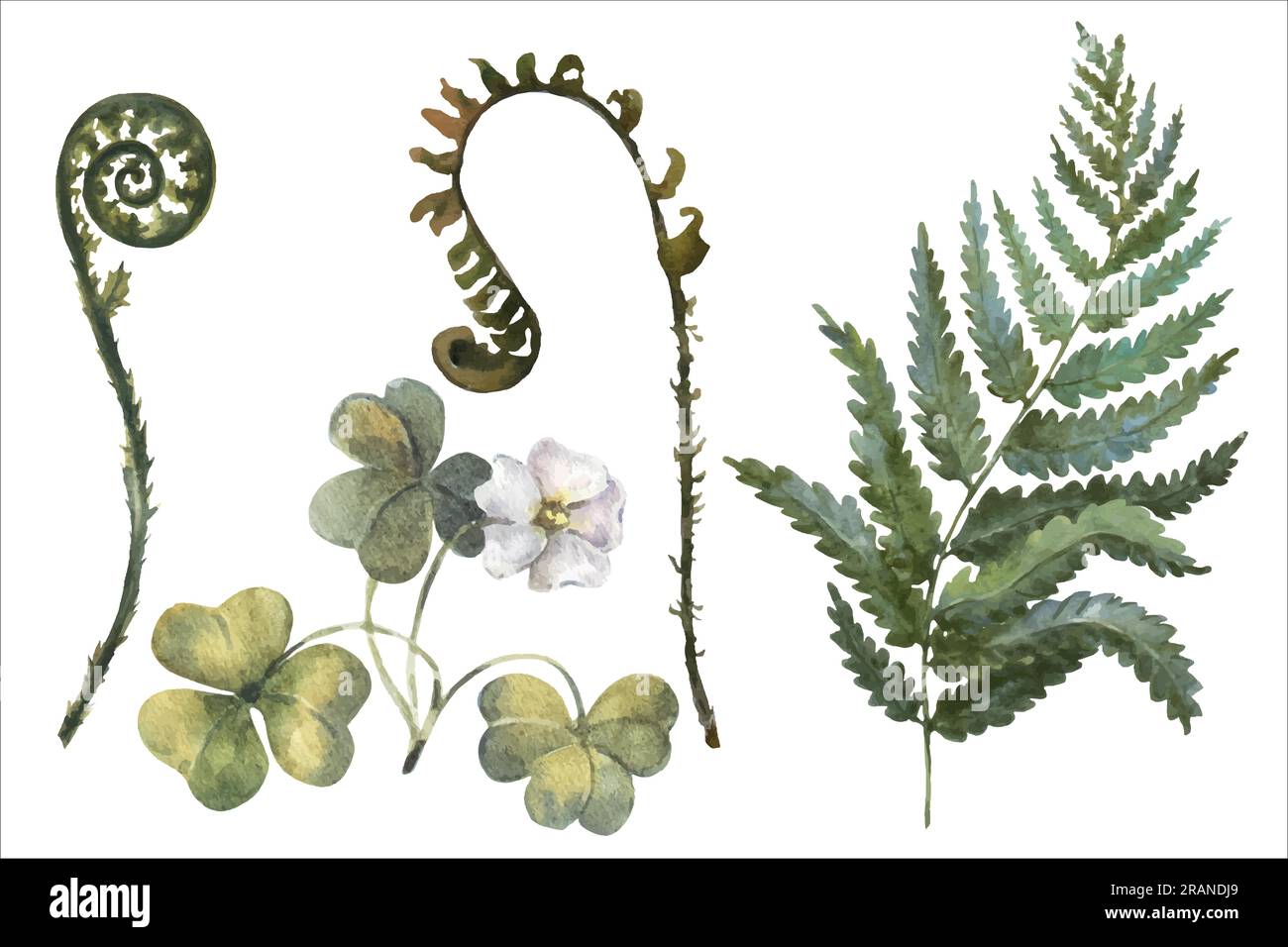 Illustration vectorielle aquarelle de plantes forestières, branches de fougères et oxalis Illustration de Vecteur