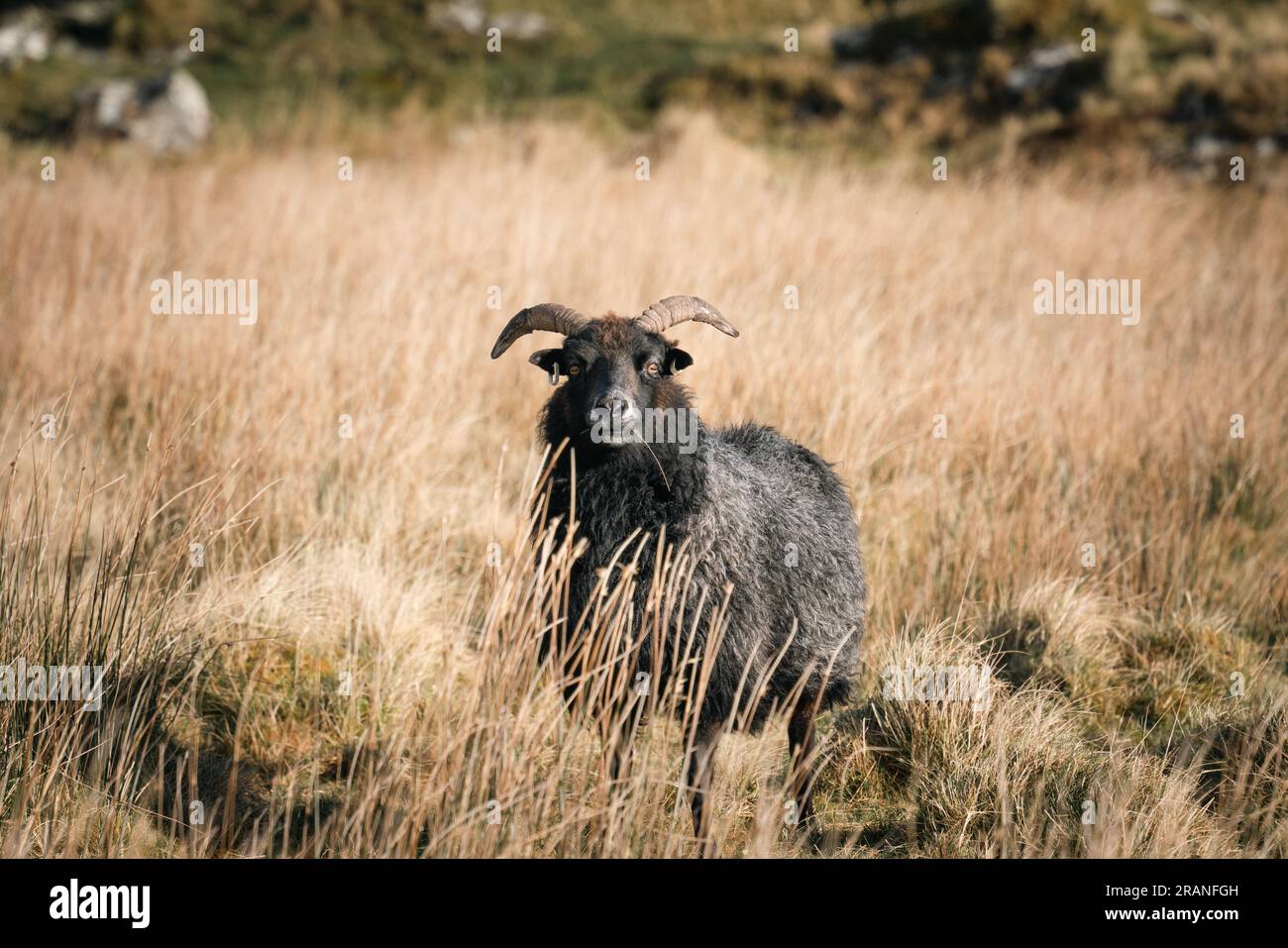 Les moutons noirs broutent paisiblement dans les hautes herbes, mettant en valeur la beauté du paysage naturel écossais Banque D'Images