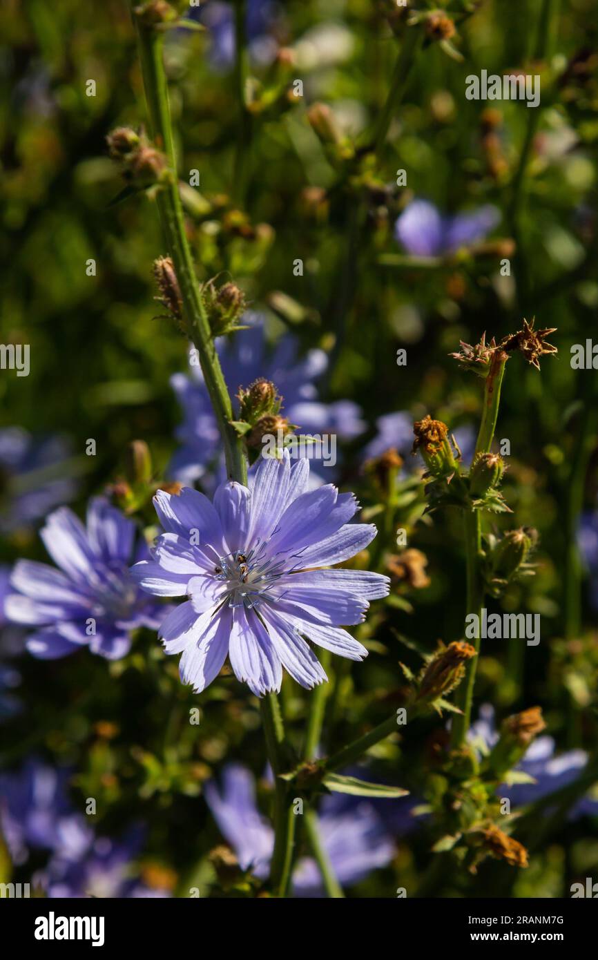 Chicorée en fleur, chicorée commune Cichorium intybus. Plante de miel, nectar et pollen. Succédanés de café. Utilisé dans la confiserie, la mise en conserve, appe Banque D'Images