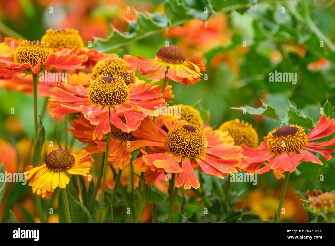 Herbe à éternuement, Helenium Waldtraut, fleur d'Helen, herbe à éternuement, vivace, Fleurs bronze-orange, en forme de Marguerite Banque D'Images
