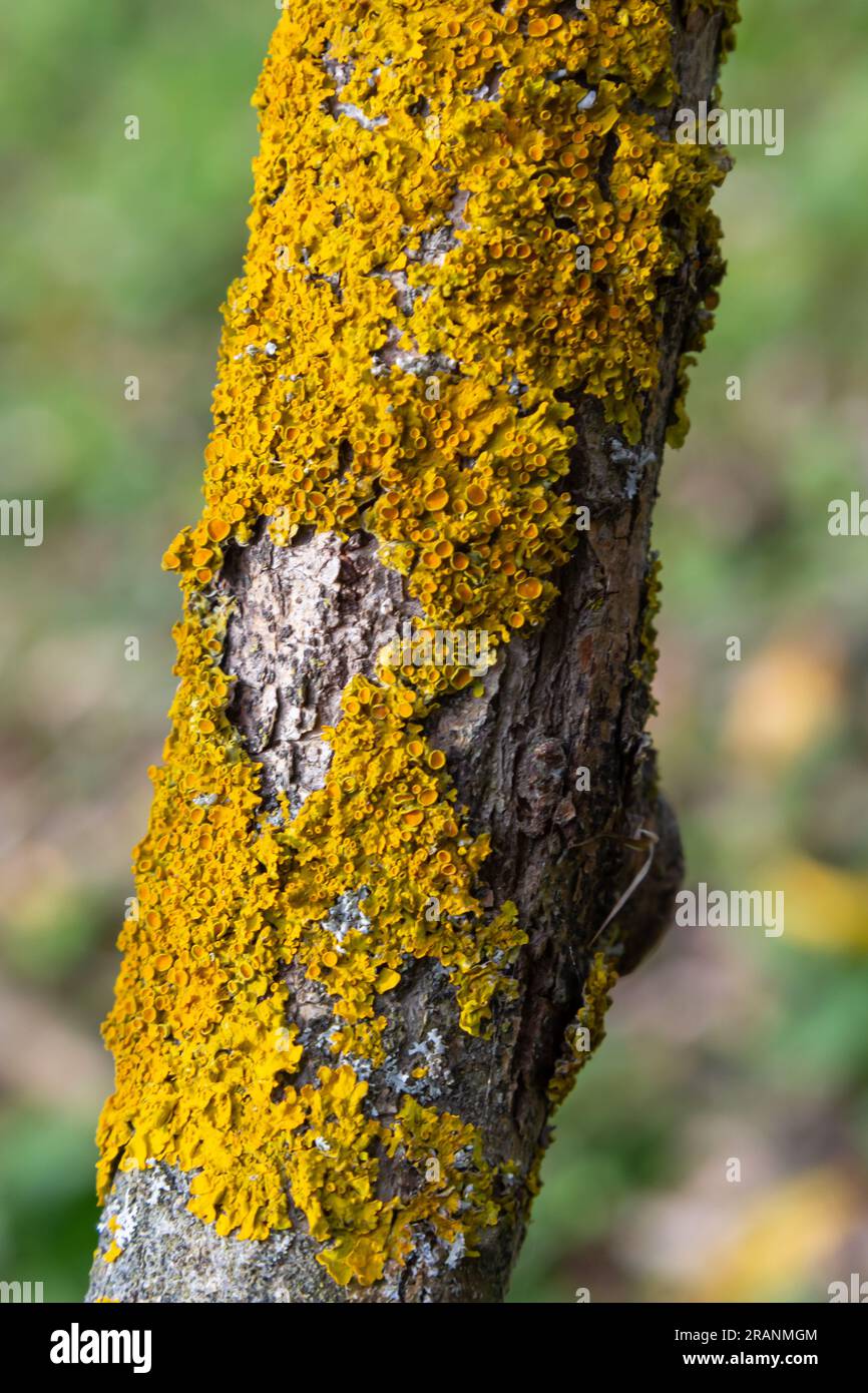 Xanthoria parietina lichen orange commun, échelle jaune, lichen solaire maritime et lichen de rivage sur l'écorce de branche d'arbre. Branche fine sèche avec ora Banque D'Images