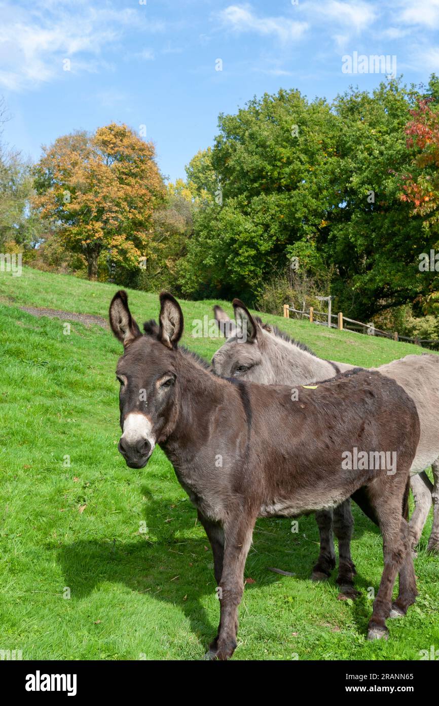 Des ânes (Equus asinus) sur le pâturage de Cheesecombe Farm près du ruisseau Oakshott, Hawkley, Hampshire, Royaume-Uni Banque D'Images