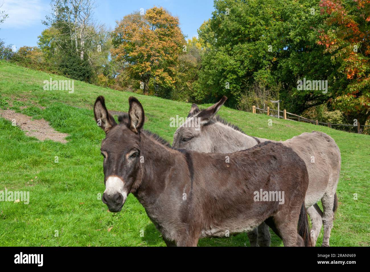 Des ânes (Equus asinus) sur le pâturage de Cheesecombe Farm près du ruisseau Oakshott, Hawkley, Hampshire, Royaume-Uni Banque D'Images