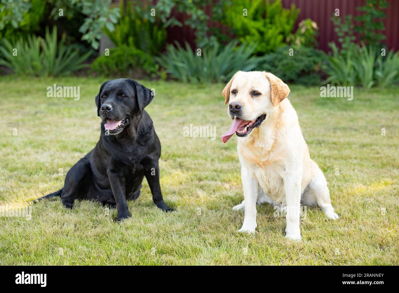 deux chiens adultes labradors assis à l'extérieur dans la nature par une journée ensoleillée à la fin du printemps et au début de l'été. Banque D'Images