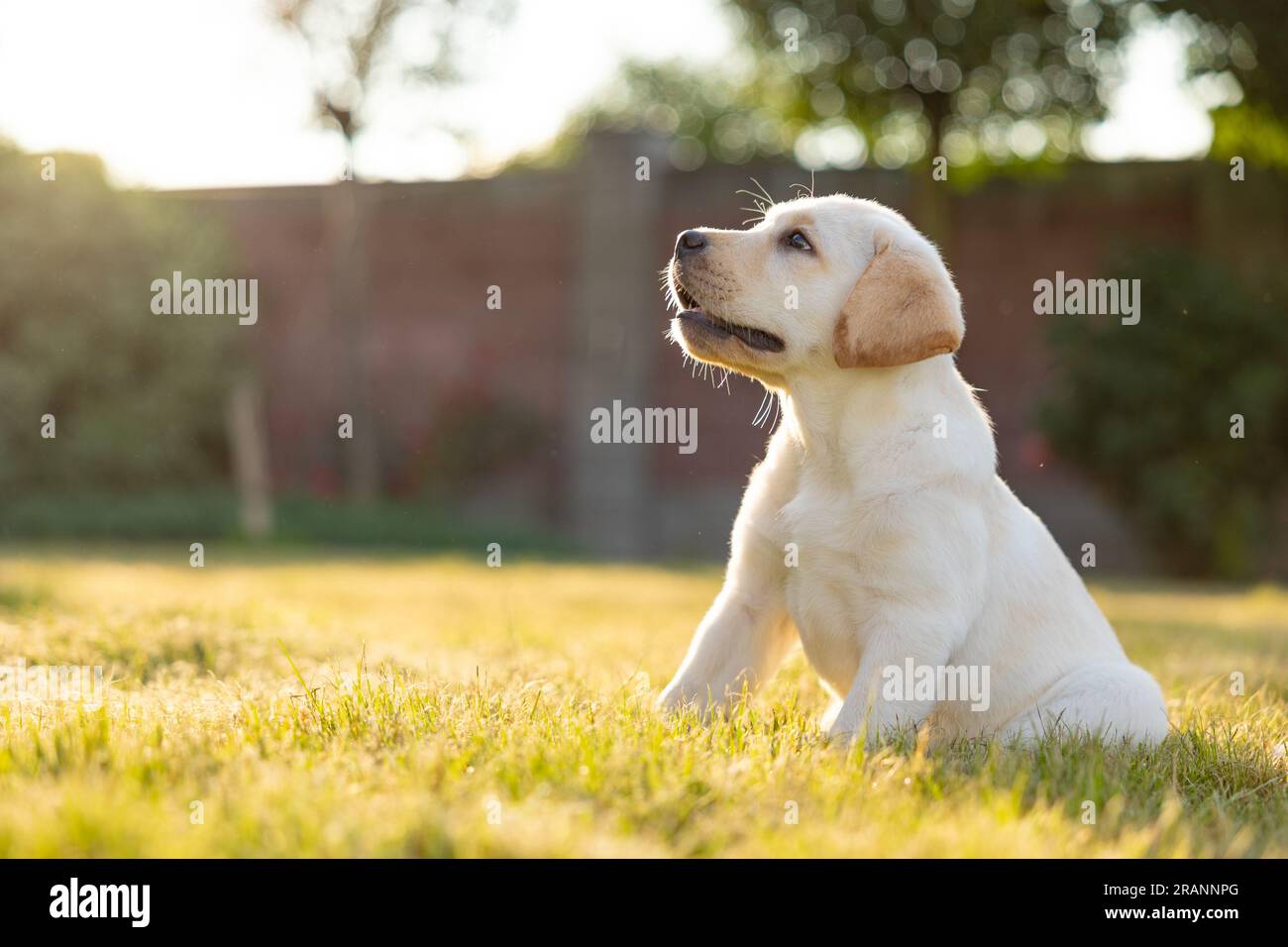 Portrait d'un chiot labrador retriever. Photo en plein air sur l'herbe Banque D'Images