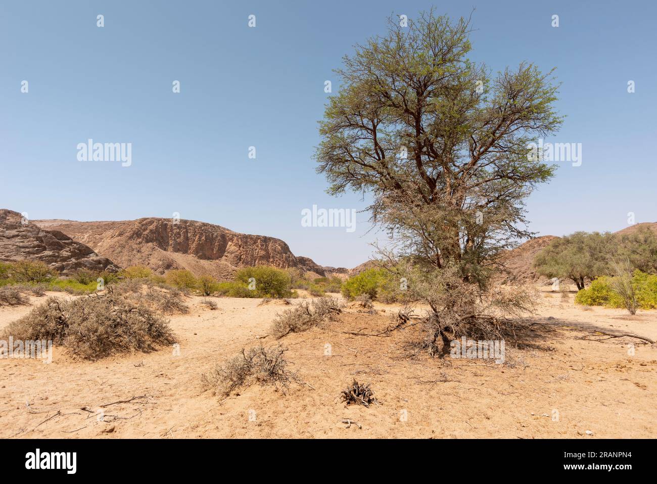 Fond de rivière hors de l'eau avec des arbres en croissance par saison sèche en Namibie Banque D'Images