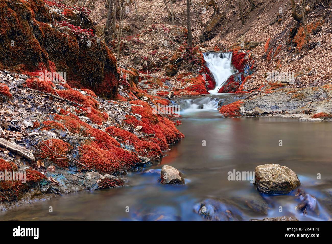 Belles couleurs d'automne sur la rivière de montagne avec cascades, Roumanie, Gorges Borzesti zone protégée Banque D'Images