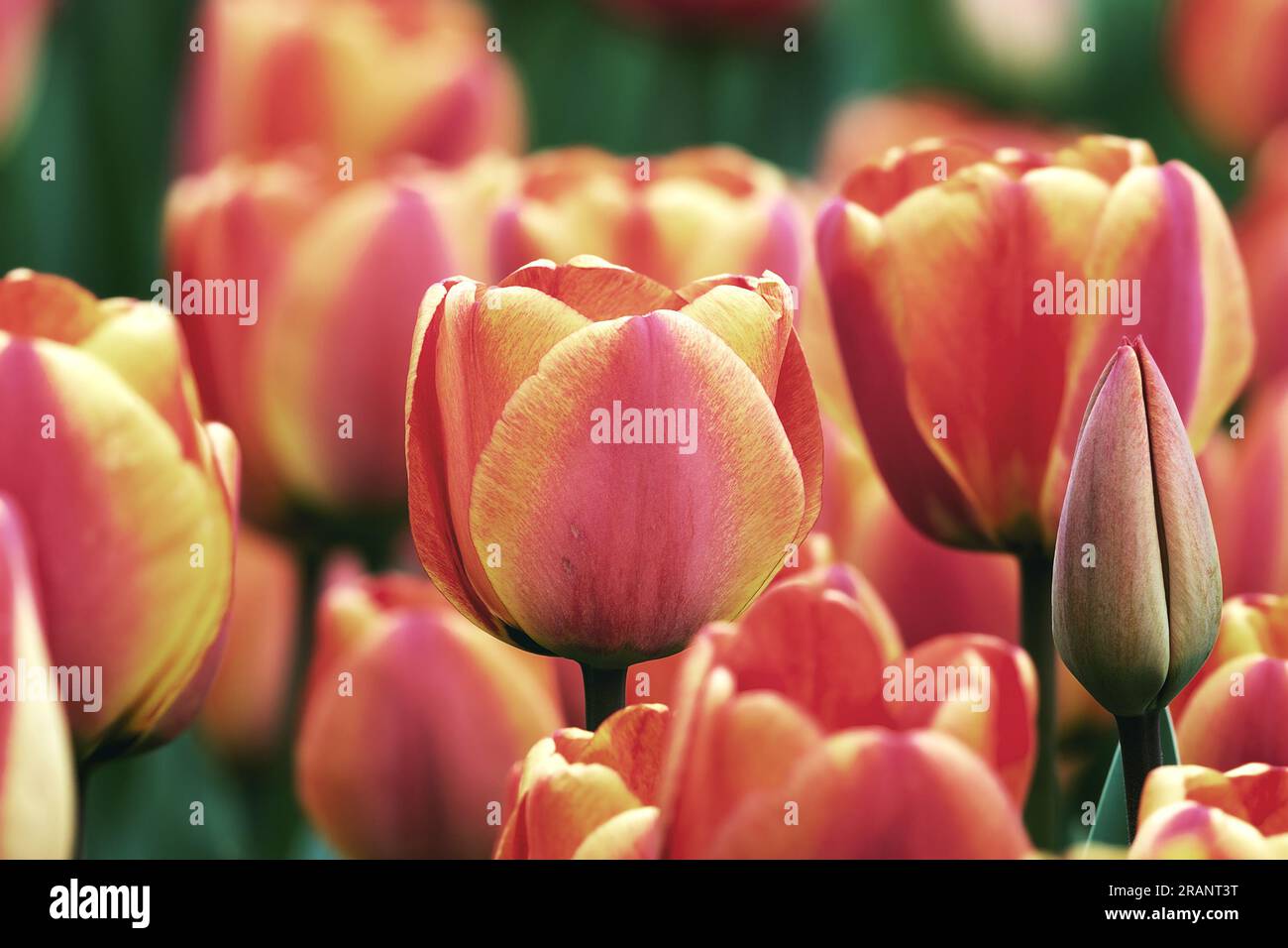 belles tulipes en fleurs, fond naturel avec des fleurs rouges et jaunes Banque D'Images