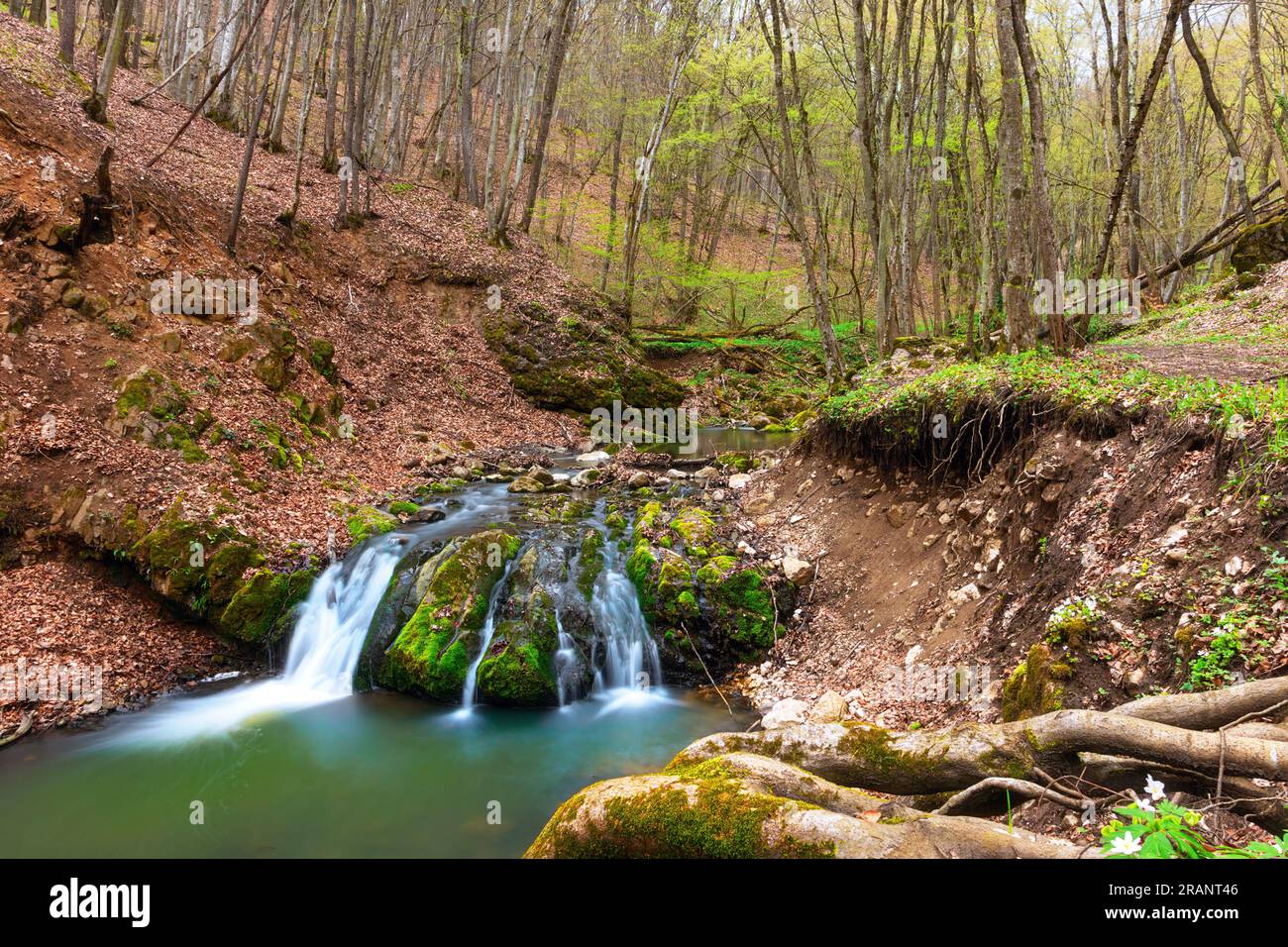 Belle cascade dans les montagnes Apuseni, gorges de Borzesti, une zone sauvage protégée inb Transylvanie Banque D'Images