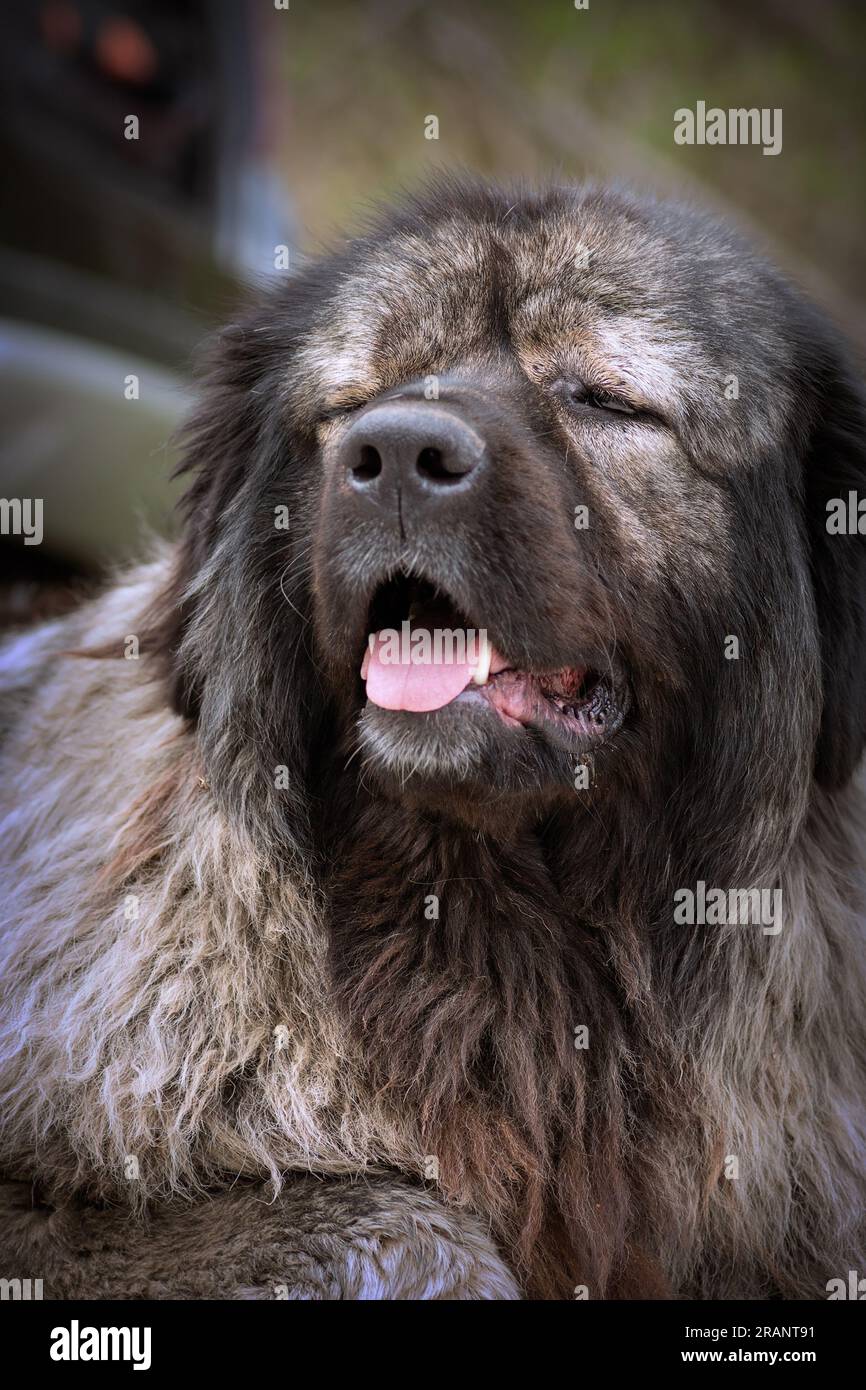 portrait d'un énorme chien gardien, le dangereux berger caucasien Banque D'Images