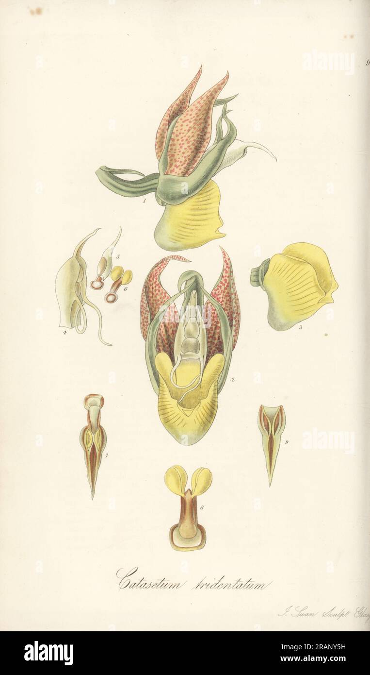 Fleur de l'orchidée catasetum à gros fruits, gobelet de singe ou orchidée à tête de moine, Catasetum macrocarpum. Vue de côté 1, vue de face 2, lèvre 3, colonne 4,5, masse pollinique 6,8, anthère cas 7,9. Tridendate catasetum, Catasetum tridentatum. Envoyé de l'île de Trinidad par le botaniste Eduard Freiherr von Schack, baron de Schack. Gravure sur cuivre coloriée à la main par Joseph Swan d'après une illustration botanique de William Jackson Hooker tirée de son Exotic Flora, William Blackwood, Édimbourg, 1823-27. Banque D'Images